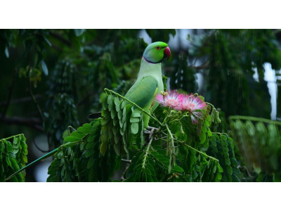 COP17, 생물다양성 회복 위한 국제사회 노력 점검